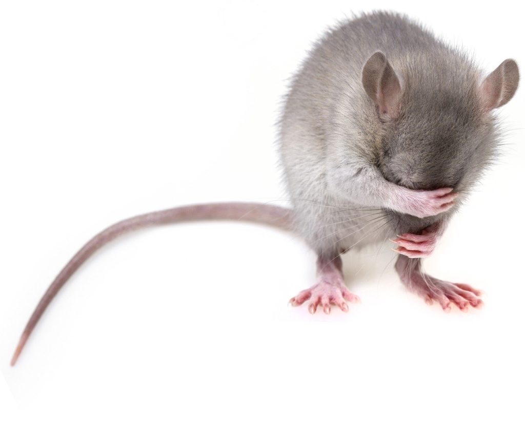 raton, rata roedor